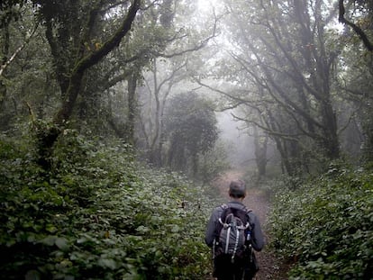 Bosque de niebla en Algeciras, dentro del Parque Natural de Los Alcornocales.