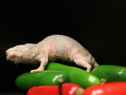 Descubierto el secreto del animal que no siente dolor