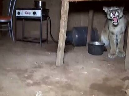 El puma ruge bajo la mesa de la cocina de la familia peruana.