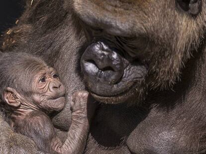 La gorila con el pequeño recién nacido.