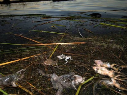 Ranas muertas en el Titicaca en 2015.