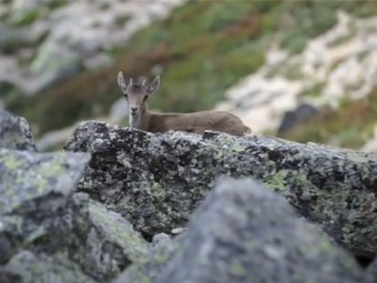 Una cabra en La Pedriza.