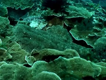 El tiburón alfombra, camuflado sobre el coral.