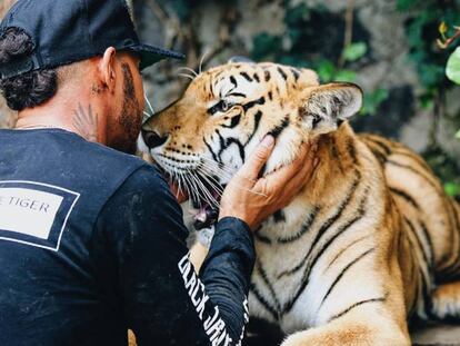 Lewis Hamilton jugando con un tigre en México.