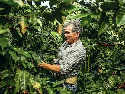 Edgar Fernández recolecta café en su finca, en la que también cultiva distintas frutas / Carlos Spottorno