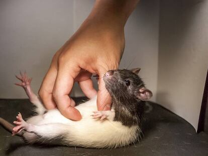 Una de las ratas del experimento.
