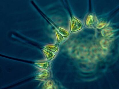 Los misteriosos ‘mixótrofos’ asesinos que dominan la vida en los océanos