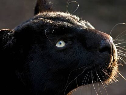 Se calcula que solo existen 600 jaguares negros en libertad.