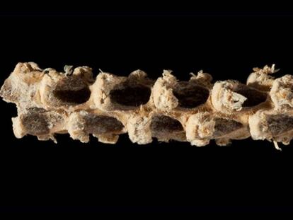 Esta mazorca o elote, encontrada en una cueva del valle de Tehuacán, tiene 5.310 años.