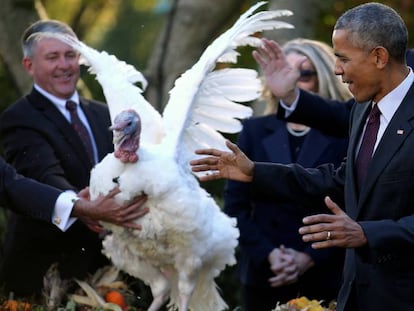 Barack Obama, depois de perdoar peru do dia de Ação de Graças.