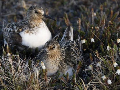 Las parejas de aves monógamas se reparten las tareas de incubación.