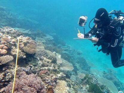 Un buceador estudia la Gran Barrera de coral australiana.