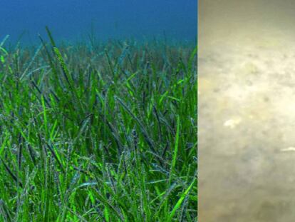 Antes y después de las praderas marinas del Mar Menor.