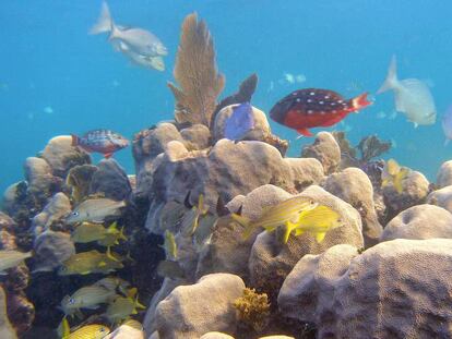 Corales del género Orbicella en el Mar Caribe.