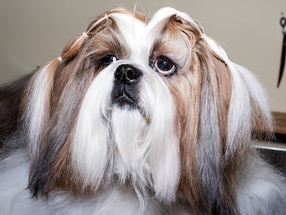 'Tíbet', un perro de raza shih tzu.