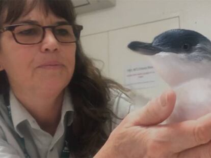 La nueva vida del pingüino que apareció en una tubería