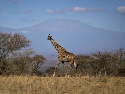 Una jirafa camina en el parque nacional de Amboseli, en Kenia.
