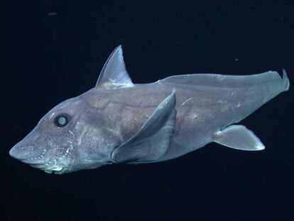 Tiburón fantasma visto en la costa de California central a una profundidad de unos 1.640 metros.