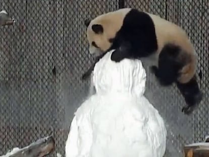 La pelea de un panda con un muñeco de nieve