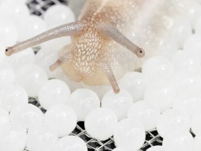 De cada puesta se extraen unos 3,5 gramos de caviar.