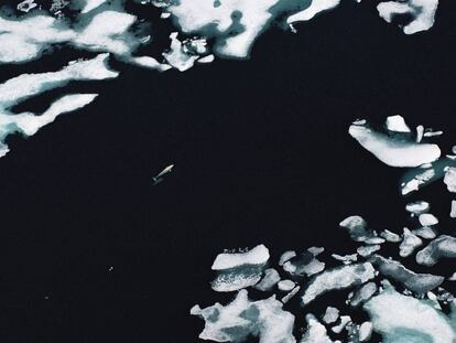 Una beluga se abre paso en medio del hielo del Ártico durante la primavera.