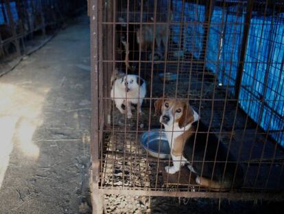 Perros encerrados en jaulas en Corea del Sur.