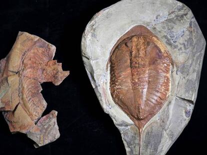 Uno de los fósiles de Fezouata, fotografiado en el Museo Geominero de Madrid