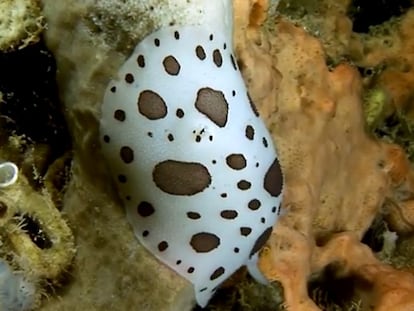 Una especie de nudibranquio.