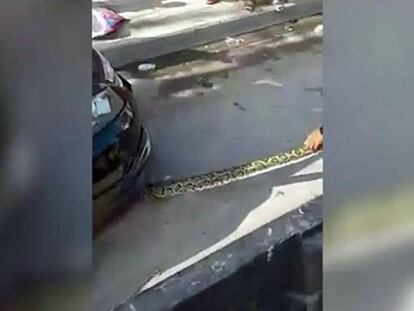Una serpiente gigante en el motor del coche