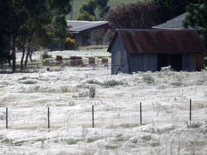 Telas de arañas cubren un pueblo de Australia, en 2012.