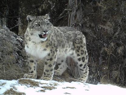 Conflicto entre leopardos en el Techo del Mundo