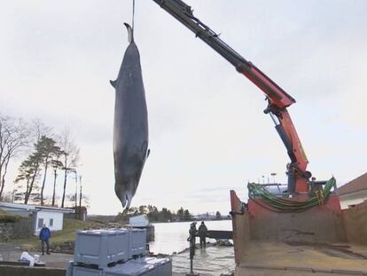 Los científicos extraen a la ballena del agua para analizar el interior de su estómago.