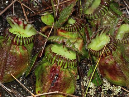 La 'Cephalotus follicularis' es una planta carnívora que solo se da en el sur de Australia.