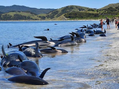 Más de 400 ballenas acabaron varadas en una playa de Nueva Zelanda durante el pasado fin de semana.