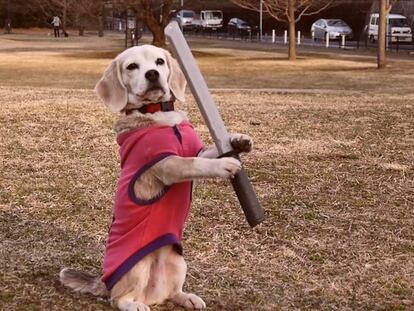 Purin, la Super Beagle.