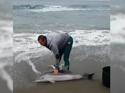 José Bermúdez, de 36 años, con el delfín varado en Torrox, Málaga.