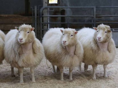 Cuatro clones de raza Finn Dorset de ocho años de edad, procedentes de la misma línea celular de la que nació Dolly.