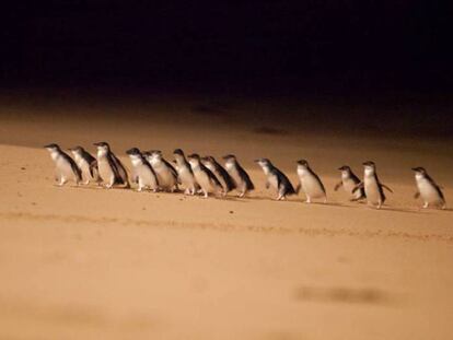 Los pingüinos enanos que anidan en el parque nacional de Phillip Island (Australia) ya sufren el calentamiento del agua.