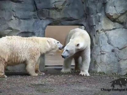 Momento del primer encuentro entre 'Nan' y 'Hudson'.