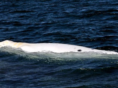 El ejemplar de ballena gris albino, Costalito de Sal.