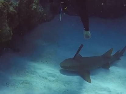 Un buceador quita un cuchillo clavado en la cabeza de un tiburón