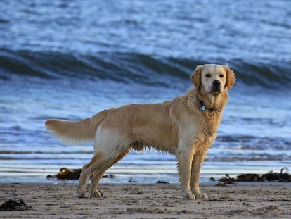 Por qué es una salvajada cortar la cola a los perros