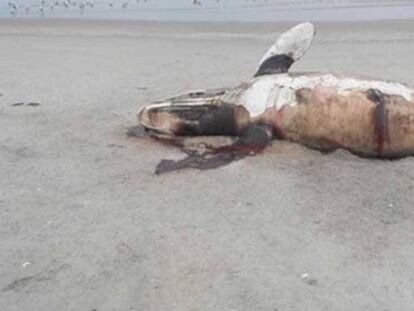 La cría de ballena gris con albinismo, Costalito de Sal.