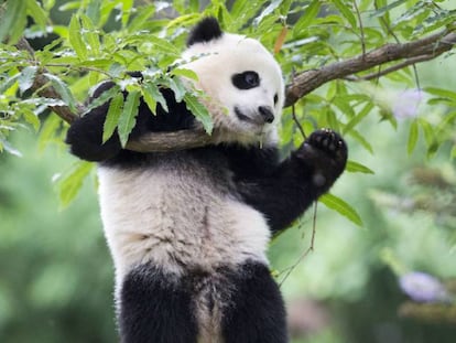 Un oso panda en el zoo de Washington. Foto: Pablo M. Monsivais (AP).