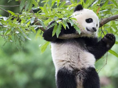 Un oso panda en el zoo de Washington. Foto: Pablo M. Monsivais (AP).