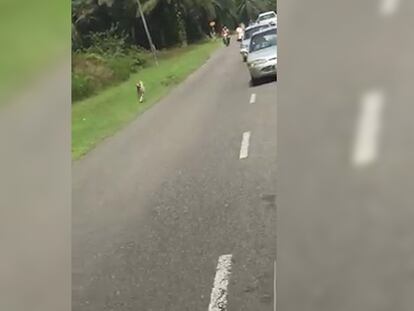 El perro, detrás del coche fúnebre.