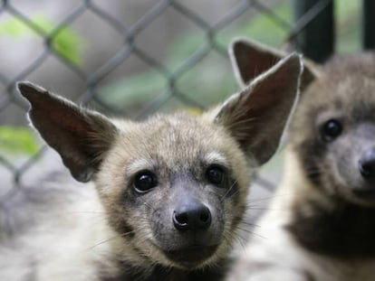 Dos cachorros de hiena en en Parque Zoológico Nacional de Cuba.