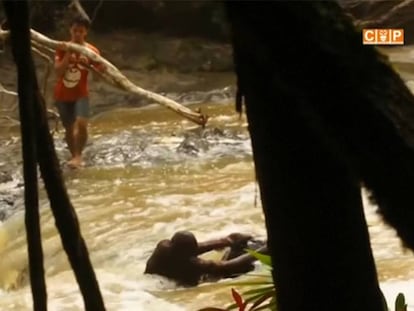 El arriesgado rescate de un orangután atrapado por la crecida de un río