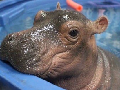 'Fiona', en una imagen tomada por el zoo de Cincinnati.