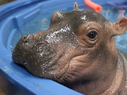 'Fiona', en una imagen tomada por el zoo de Cincinnati.